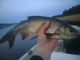 S�yne 750 g