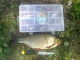 S�yne 1,25 kg