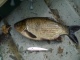 S�yne 1,00 kg