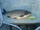 S�yne 1,70 kg