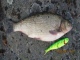 S�yne 1,88 kg