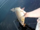 S�yne 1,51 kg