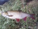 S�yne 700 g