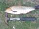S�yne 790 g