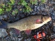 S�yne 2,24 kg