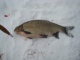 Säyne 1,70 kg