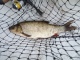 S�yne 700 g