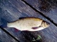 S�yne 950 g