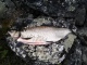 Siika 1,64 kg