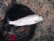 Siika 440 g