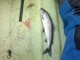 Siika 400 g