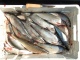 Siika 5,50 kg