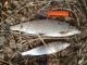 Siika 1,01 kg