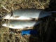 Siika 1,03 kg