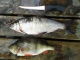 Siika 540 g