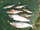 Siika 1,03 kg