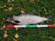 Siika 1,12 kg