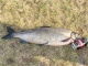 Siika 3,10 kg