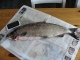 Siika 2,10 kg
