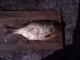 Sorva 350 g