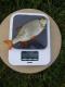 Sorva 140 g