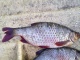 Sorva 330 g
