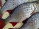 Sorva 530 g
