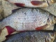 Sorva 540 g