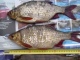 Sorva 430 g