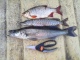 Sorva 400 g