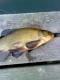 Suutari 2,40 kg