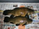 Suutari 1,81 kg