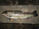 Taimen 900 g