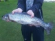 Taimen 3,50 kg
