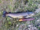Taimen 1,25 kg