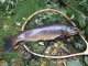 Taimen 1,15 kg