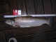 Taimen 2,25 kg