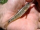 T�r� 10 g
