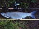 Toutain 3,40 kg