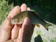 Turpa 15 g