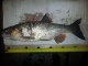 Turpa 1,63 kg