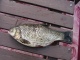 Turpa 1,00 kg