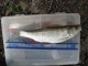 Turpa 200 g