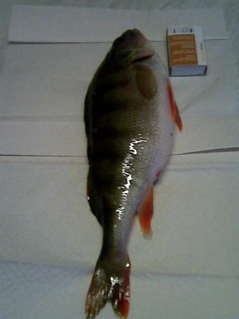 300g ahven