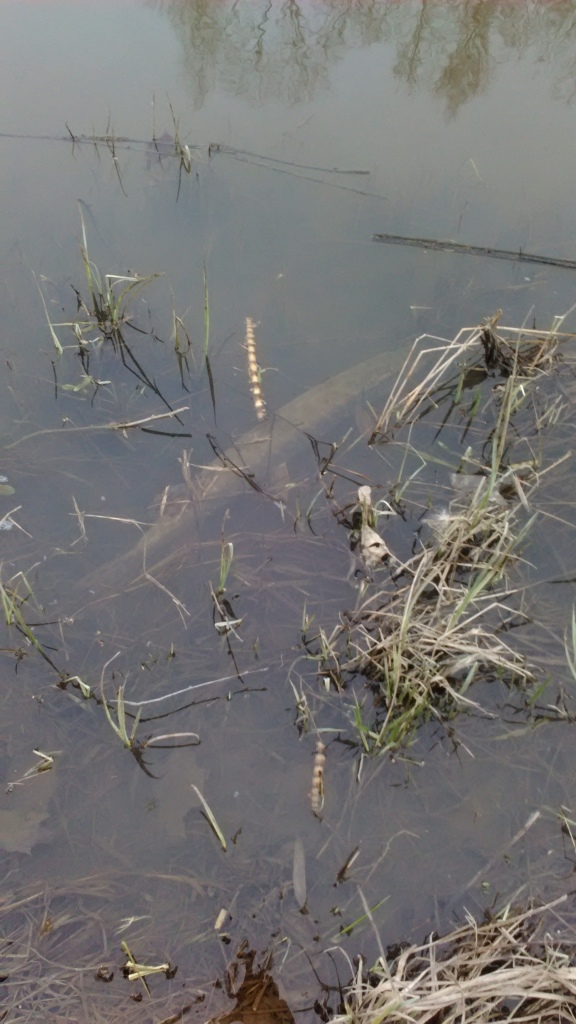 Siell� se lep�ilee kudun j�lkeen