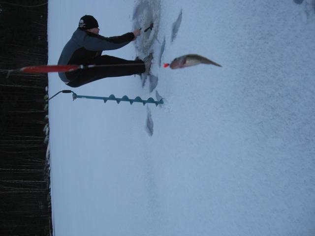 J�ttikokoinen kiiski