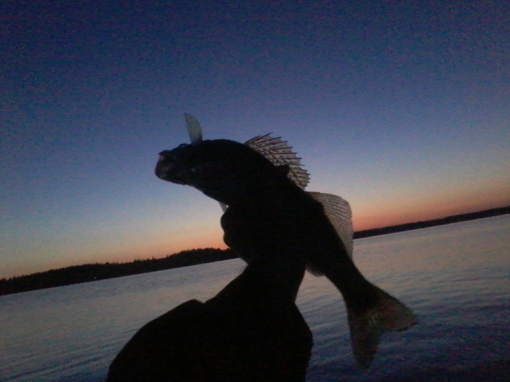 Kuhaa hämärässä, C&R . Päästä aina alamittaiset takaisin kasvamaan! =)