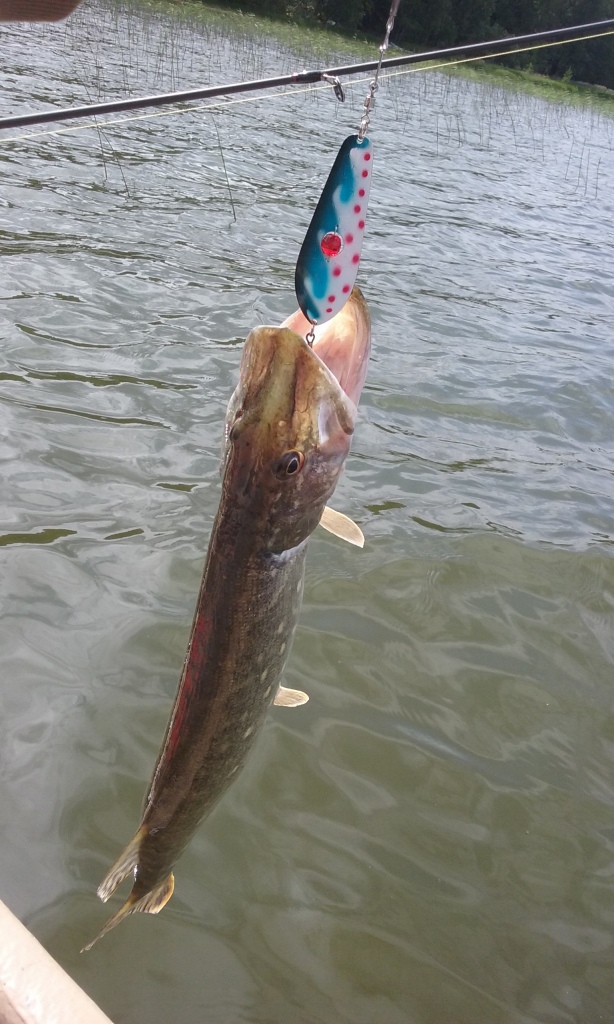 Kuusamon tuliaisen testailua Roineella