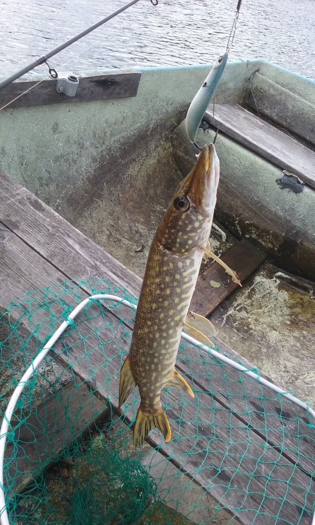Eka veneeseen saakka saatu hauki Rapalan Rattlin Minnow Spoon uistimella.