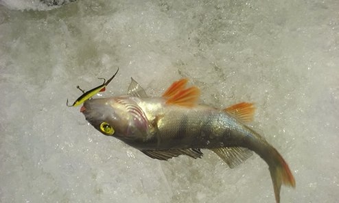 Pilkkikausi avattu Hakki -tasurilla.